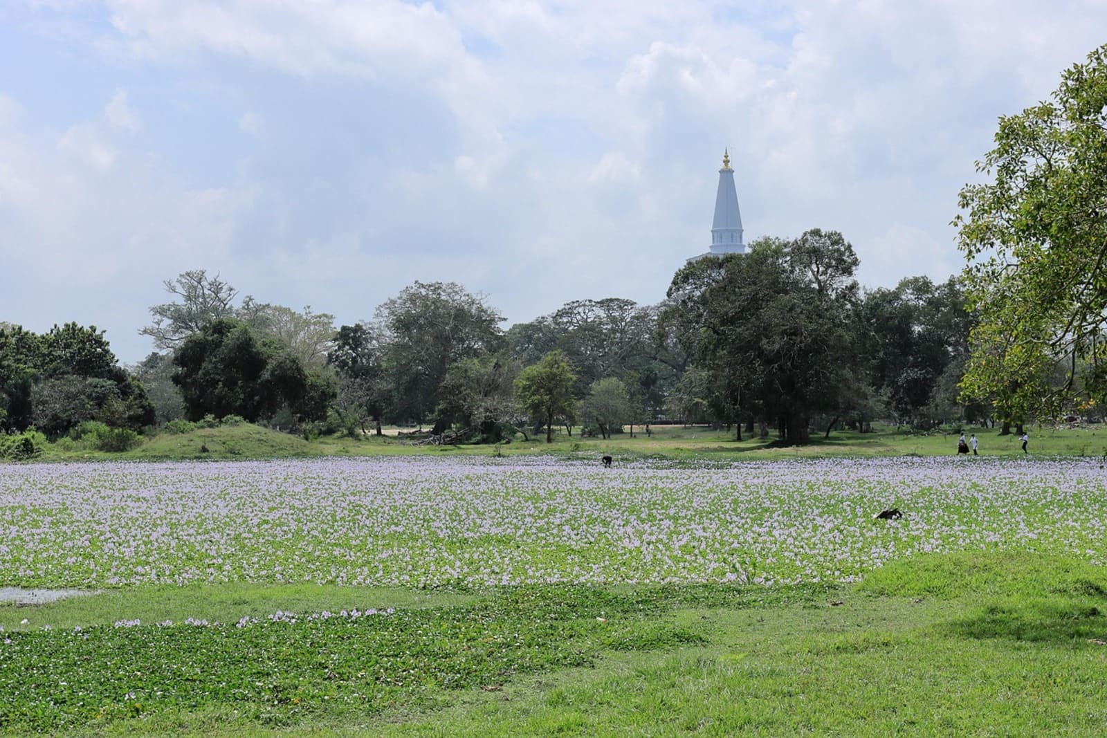 Colombo Airport to Anuradhapura Taxi 1